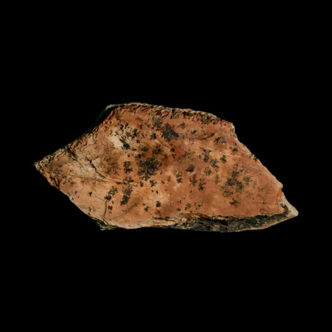 1.3" Fossil Turtle Shell Judith River Formation Montana Dinosaur Cretaceous Age - Fossil Age Minerals