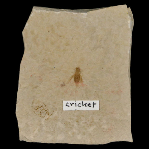 0.4" Detailed Fossil Flying Cricket Insect Green River FM Uintah County UT Eocene Age - Fossil Age Minerals