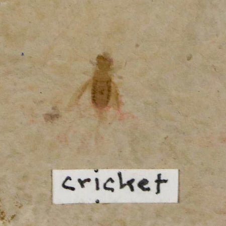 0.4" Detailed Fossil Flying Cricket Insect Green River FM Uintah County UT Eocene Age