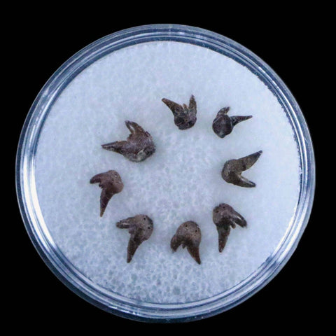 8 Orthacanthus Shark Fossil Teeth Permian Age Ryan FM Waurika OK COA, Display - Fossil Age Minerals