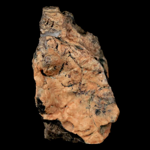 1.6" Pachycephalosaurus Fossil Skull Bone Lance Creek WY Cretaceous Dinosaur COA - Fossil Age Minerals