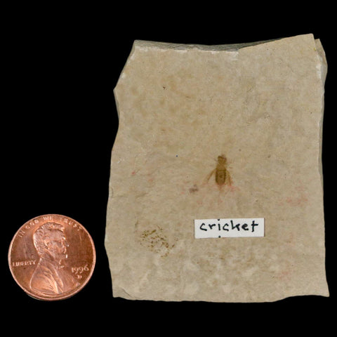 0.4" Detailed Fossil Flying Cricket Insect Green River FM Uintah County UT Eocene Age - Fossil Age Minerals