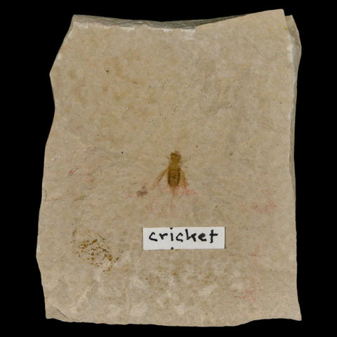 0.4" Detailed Fossil Flying Cricket Insect Green River FM Uintah County UT Eocene Age - Fossil Age Minerals