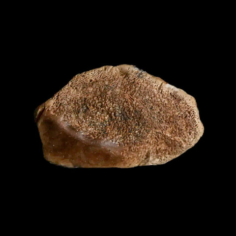 1" Fossil Turtle Shell Judith River Formation Montana Dinosaur Cretaceous Age - Fossil Age Minerals