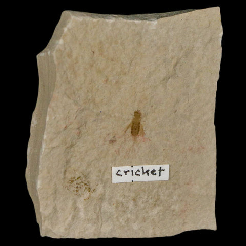 0.4" Detailed Fossil Flying Cricket Insect Green River FM Uintah County UT Eocene Age - Fossil Age Minerals