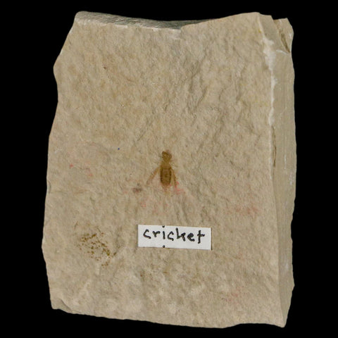 0.4" Detailed Fossil Flying Cricket Insect Green River FM Uintah County UT Eocene Age - Fossil Age Minerals