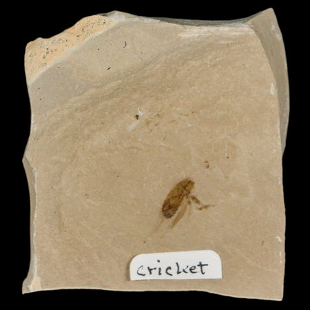 0.5" Detailed Fossil Flying Cricket Insect Green River FM Uintah County UT Eocene Age