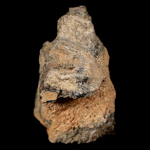 1.6" Pachycephalosaurus Fossil Skull Bone Lance Creek WY Cretaceous Dinosaur COA - Fossil Age Minerals