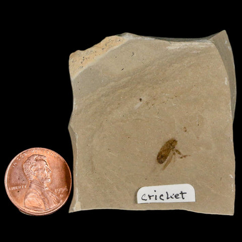 0.5" Detailed Fossil Flying Cricket Insect Green River FM Uintah County UT Eocene Age - Fossil Age Minerals