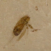 0.5" Detailed Fossil Flying Cricket Insect Green River FM Uintah County UT Eocene Age