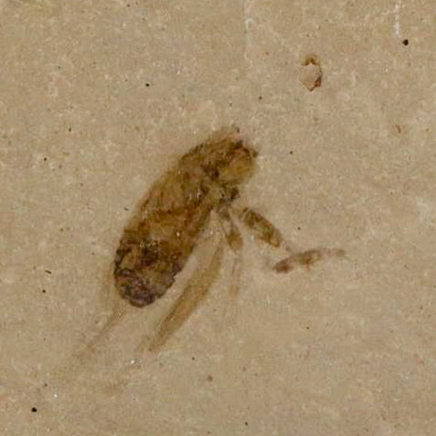 0.5" Detailed Fossil Flying Cricket Insect Green River FM Uintah County UT Eocene Age - Fossil Age Minerals