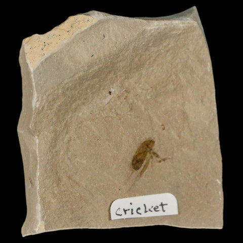 0.5" Detailed Fossil Flying Cricket Insect Green River FM Uintah County UT Eocene Age - Fossil Age Minerals