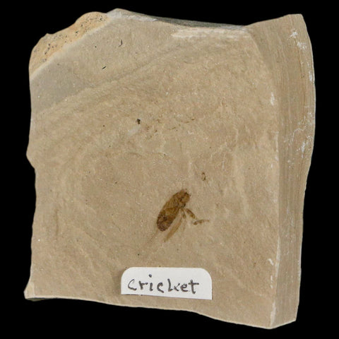 0.5" Detailed Fossil Flying Cricket Insect Green River FM Uintah County UT Eocene Age - Fossil Age Minerals