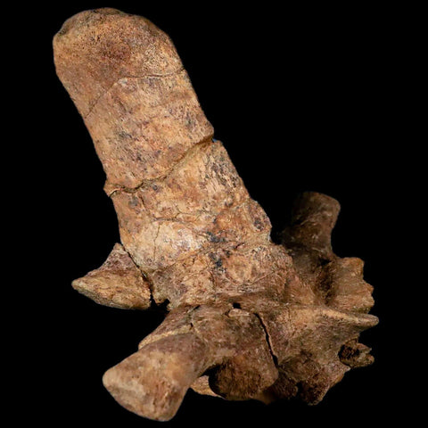 6" Pachycephalosaurus Dinosaur Fossil Vertebrae Process Lance Creek FM WY COA - Fossil Age Minerals