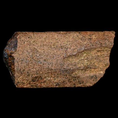 1.4" Pachycephalosaurus Fossil Rib Bone Cretaceous Dinosaur Lance Creek WY COA - Fossil Age Minerals