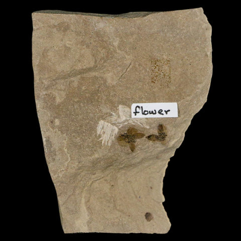 0.6" Detailed Fossil Flower Plant Green River FM Uintah County Utah Eocene Age - Fossil Age Minerals