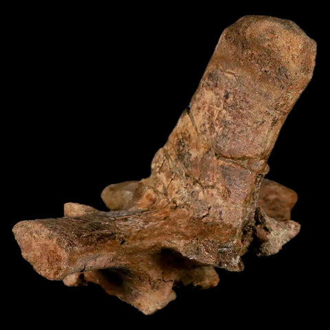 6" Pachycephalosaurus Dinosaur Fossil Vertebrae Process Lance Creek FM WY COA - Fossil Age Minerals