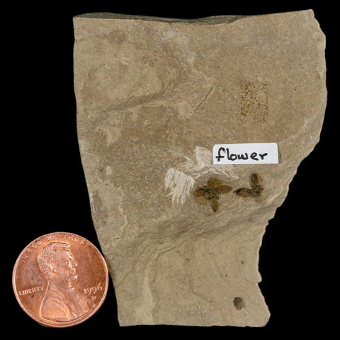 0.6" Detailed Fossil Flower Plant Green River FM Uintah County Utah Eocene Age - Fossil Age Minerals