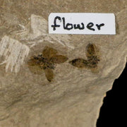 0.6" Detailed Fossil Flower Plant Green River FM Uintah County Utah Eocene Age