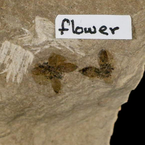 0.6" Detailed Fossil Flower Plant Green River FM Uintah County Utah Eocene Age - Fossil Age Minerals