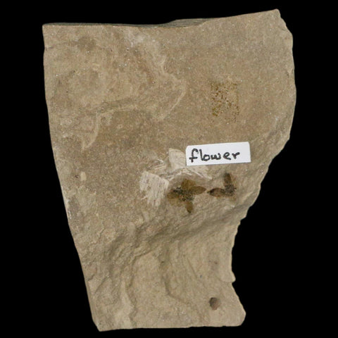 0.6" Detailed Fossil Flower Plant Green River FM Uintah County Utah Eocene Age - Fossil Age Minerals