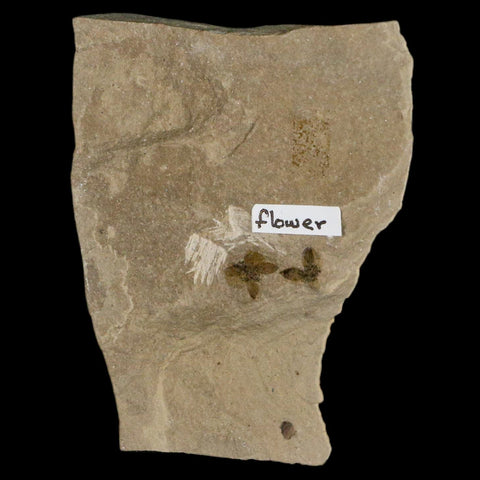 0.6" Detailed Fossil Flower Plant Green River FM Uintah County Utah Eocene Age - Fossil Age Minerals