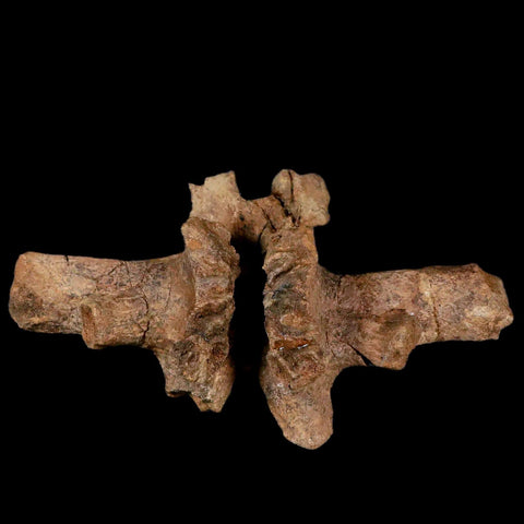 6" Pachycephalosaurus Dinosaur Fossil Vertebrae Process Lance Creek FM WY COA - Fossil Age Minerals