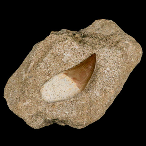 1.8" Mosasaur Prognathodon Fossil Tooth Rooted In Matrix Cretaceous Dinosaur Era - Fossil Age Minerals