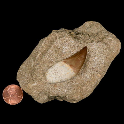 1.8" Mosasaur Prognathodon Fossil Tooth Rooted In Matrix Cretaceous Dinosaur Era - Fossil Age Minerals