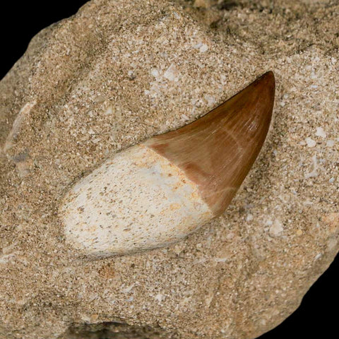 1.8" Mosasaur Prognathodon Fossil Tooth Rooted In Matrix Cretaceous Dinosaur Era - Fossil Age Minerals