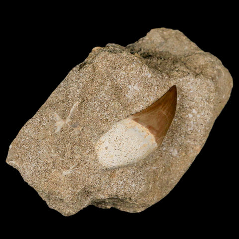 1.8" Mosasaur Prognathodon Fossil Tooth Rooted In Matrix Cretaceous Dinosaur Era - Fossil Age Minerals