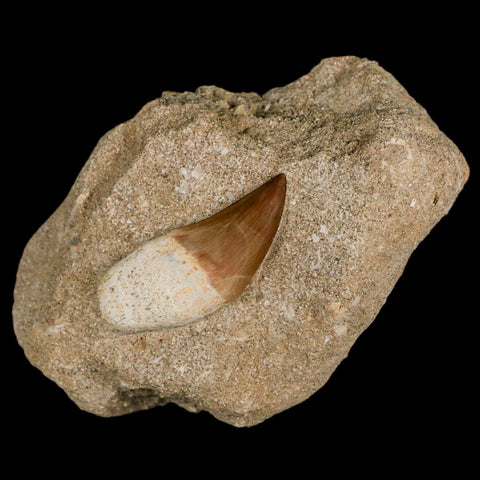 1.8" Mosasaur Prognathodon Fossil Tooth Rooted In Matrix Cretaceous Dinosaur Era - Fossil Age Minerals