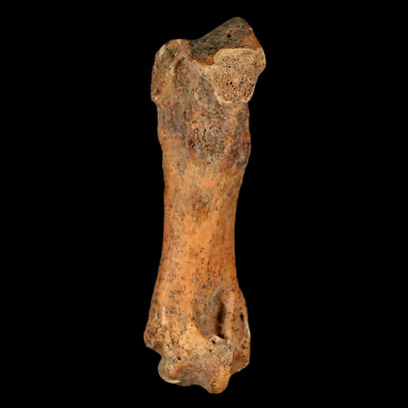 3.5" Extinct Cave Bear Ursus Spelaeus Hand Paw Bone Pleistocene Age Romania COA