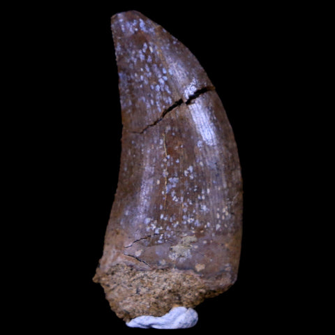 1.2" Nanotyrannus Tyrannosaurus Fossil Tooth Dinosaur Lance Creek FM WY COA - Fossil Age Minerals