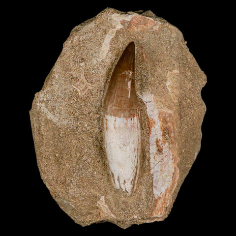 2.5" Halisaurus Mosasaur Fossil Tooth Rooted In Matrix Cretaceous Dinosaur Era COA - Fossil Age Minerals