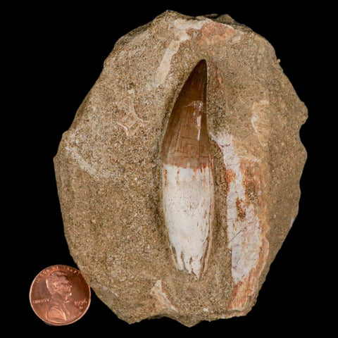 2.5" Halisaurus Mosasaur Fossil Tooth Rooted In Matrix Cretaceous Dinosaur Era COA - Fossil Age Minerals