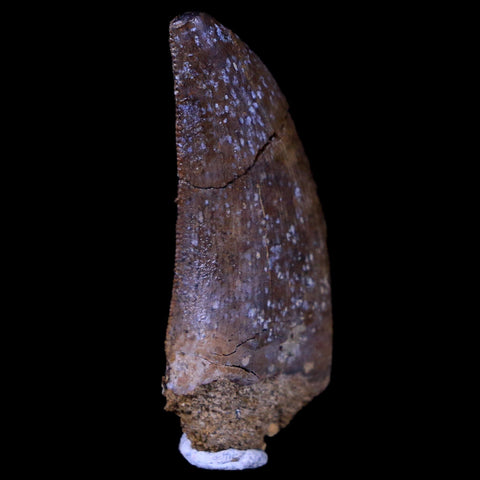1.2" Nanotyrannus Tyrannosaurus Fossil Tooth Dinosaur Lance Creek FM WY COA - Fossil Age Minerals