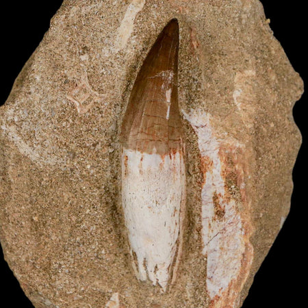 2.5" Halisaurus Mosasaur Fossil Tooth Rooted In Matrix Cretaceous Dinosaur Era COA