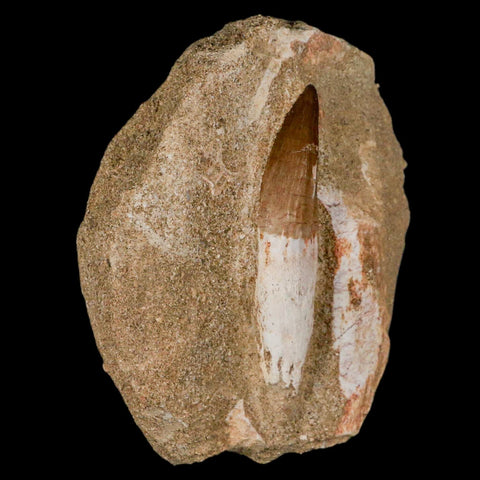 2.5" Halisaurus Mosasaur Fossil Tooth Rooted In Matrix Cretaceous Dinosaur Era COA - Fossil Age Minerals