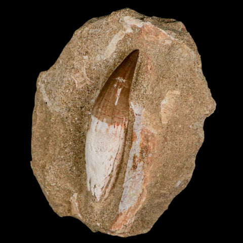 2.5" Halisaurus Mosasaur Fossil Tooth Rooted In Matrix Cretaceous Dinosaur Era COA - Fossil Age Minerals