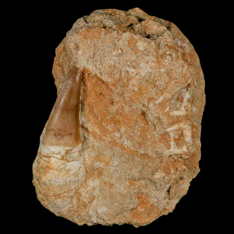 2.1" Mosasaur Prognathodon Fossil Tooth Rooted In Matrix Cretaceous Dinosaur Era - Fossil Age Minerals