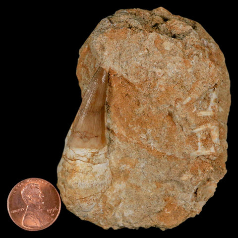 2.1" Mosasaur Prognathodon Fossil Tooth Rooted In Matrix Cretaceous Dinosaur Era - Fossil Age Minerals