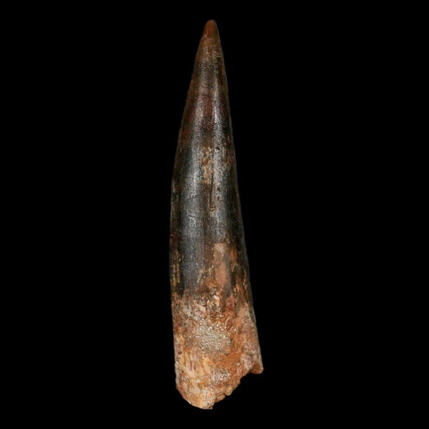 XXL 4.1" Spinosaurus Fossil Tooth 100 Million Years Old Cretaceous Dinosaur COA - Fossil Age Minerals