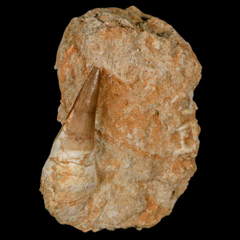 2.1" Mosasaur Prognathodon Fossil Tooth Rooted In Matrix Cretaceous Dinosaur Era - Fossil Age Minerals