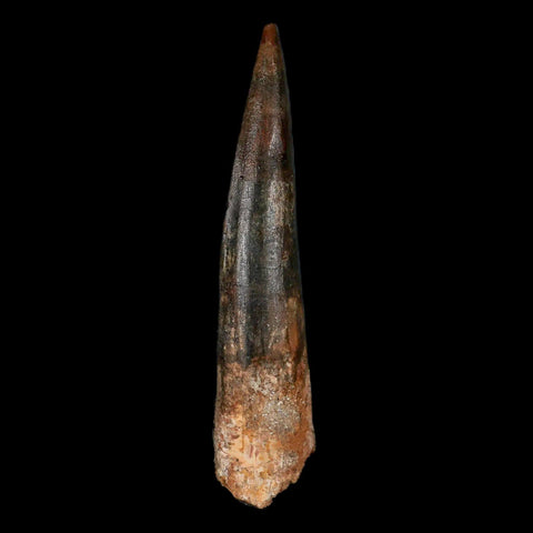 XXL 4.1" Spinosaurus Fossil Tooth 100 Million Years Old Cretaceous Dinosaur COA - Fossil Age Minerals