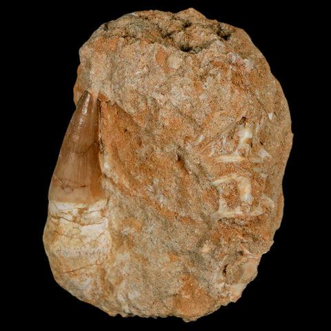 2.1" Mosasaur Prognathodon Fossil Tooth Rooted In Matrix Cretaceous Dinosaur Era - Fossil Age Minerals