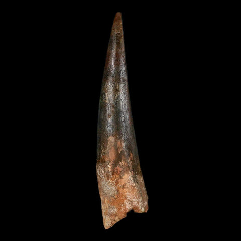 XXL 4.1" Spinosaurus Fossil Tooth 100 Million Years Old Cretaceous Dinosaur COA - Fossil Age Minerals