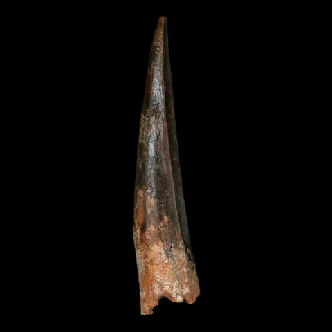 XXL 4.1" Spinosaurus Fossil Tooth 100 Million Years Old Cretaceous Dinosaur COA - Fossil Age Minerals