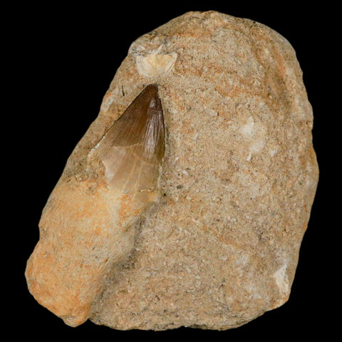 2.3" Mosasaur Prognathodon Fossil Tooth Rooted In Matrix Cretaceous Dinosaur Era - Fossil Age Minerals