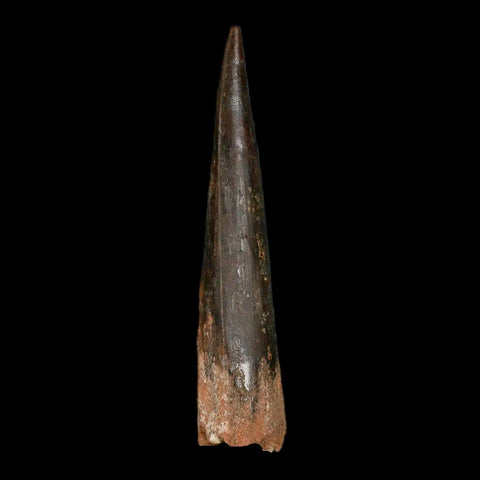 XXL 4.1" Spinosaurus Fossil Tooth 100 Million Years Old Cretaceous Dinosaur COA - Fossil Age Minerals